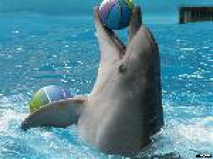 Дельфинарий в Джемете